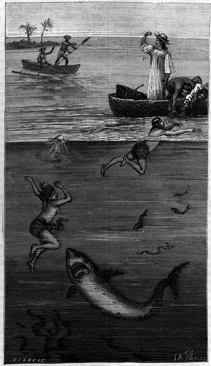 Perlmuttkultur in Tahiti: ein Perlmuttfischer wird von einem Hai angegriffen. (Nach den vom Autor übermittelten Dokumenten). Stich in „La Nature: revue des sciences et de leurs applications aux arts et a l