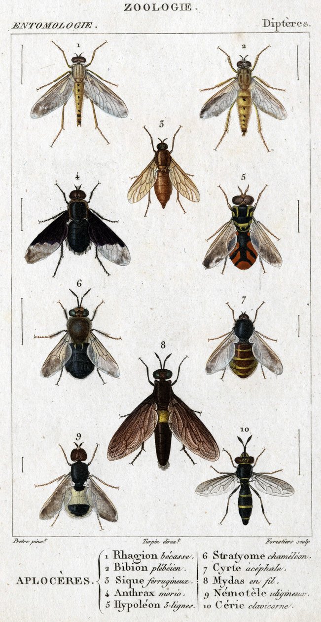 Tafel der Naturgeschichte. Entomologie. Dipterenfamilie. Aploceres: 1. Rhagion Buche; 2. Plebeien Bion; 3. Ferruginous Sic; 4. Anthrax Morio; 5. Hypoleon 63 Linien; 6. Stratyome Chamäleon; 7. Cyrte Acephal; 8. Mydas im Draht; 9. Utiginous Nemotele; 10. Cla von Unknown artist