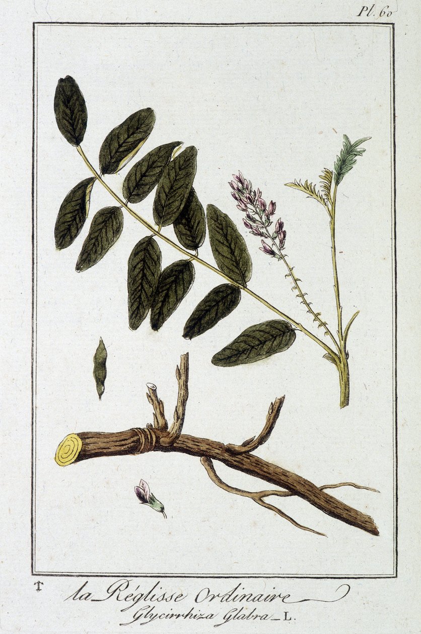 Gewöhnliche Süßholzwurzel (Glycyrrhiza glabra) - in „Übungen der Botanik für Kaufleute“, verfasst von J.C. Philibert, Druckerei Crapelet, Paris von Unknown artist