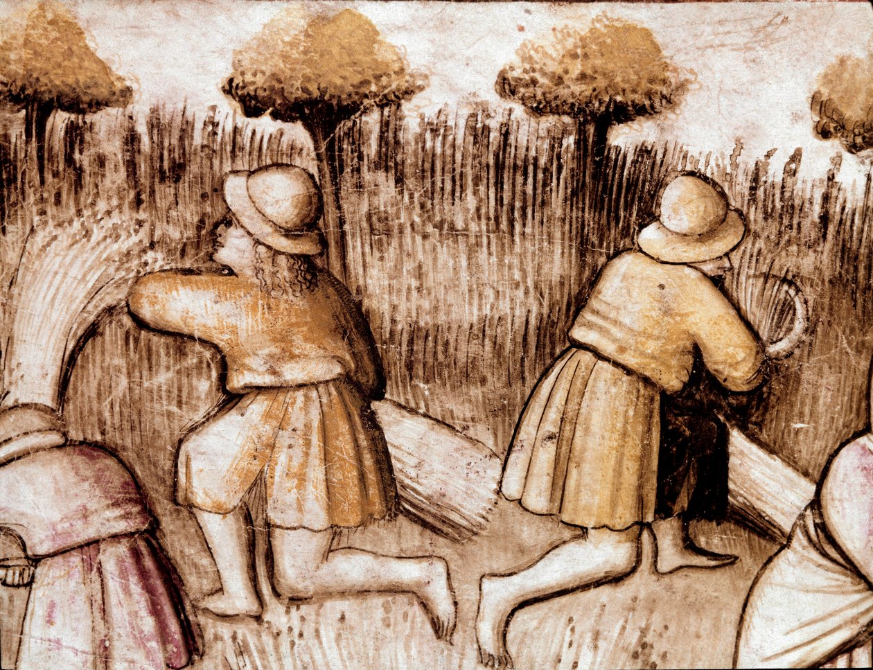 Bauern mähen Getreide Miniatur aus Codex 212 (oder Padovano Codice oder Bibel von Padua) 1390-1400 Rovigo, Accademia dei Concordi von Unknown artist