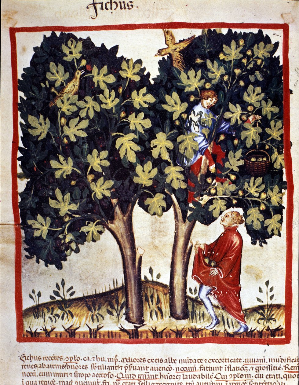 Feigenpflücken. Illumination aus „Tacuinum sanitatis“ von Unknown artist