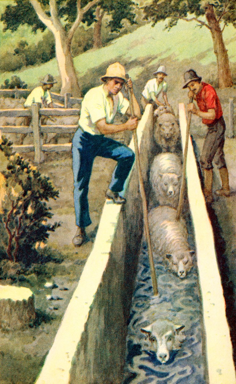 Schafe in Neuseeland eintauchen, um 1935 von Unknown Artist