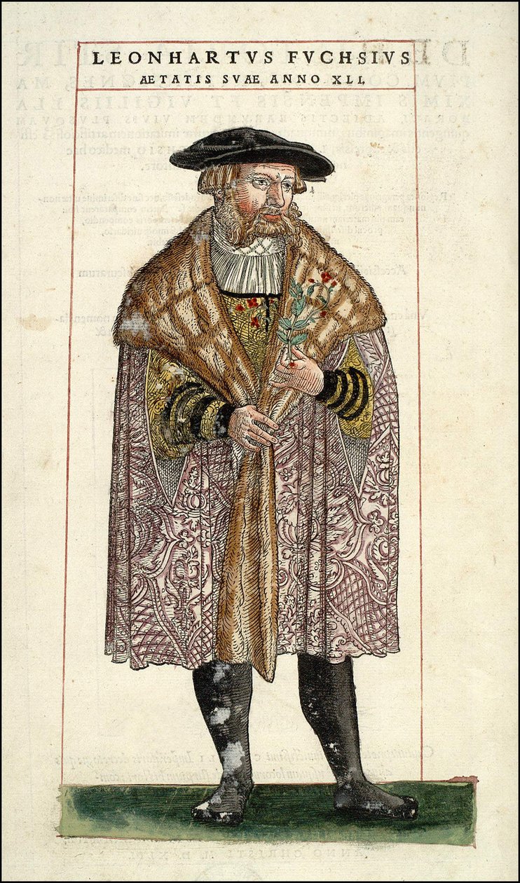 Porträt von Leonhart Fuchs: Botaniker - deutscher Arzt (1501 - 1566) - in „De Historia Stirpium commentarii badges,...“ von Leonhart Fuchs von Unknown artist