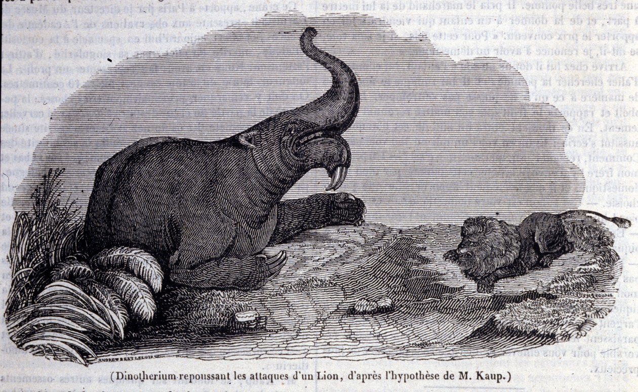 Prähistorie: Darstellung eines Dinotheriums, einer Art von Dickhäuter, der den Angriff eines Löwen abwehrt. Gravur aus dem 19. Jahrhundert von Unknown artist