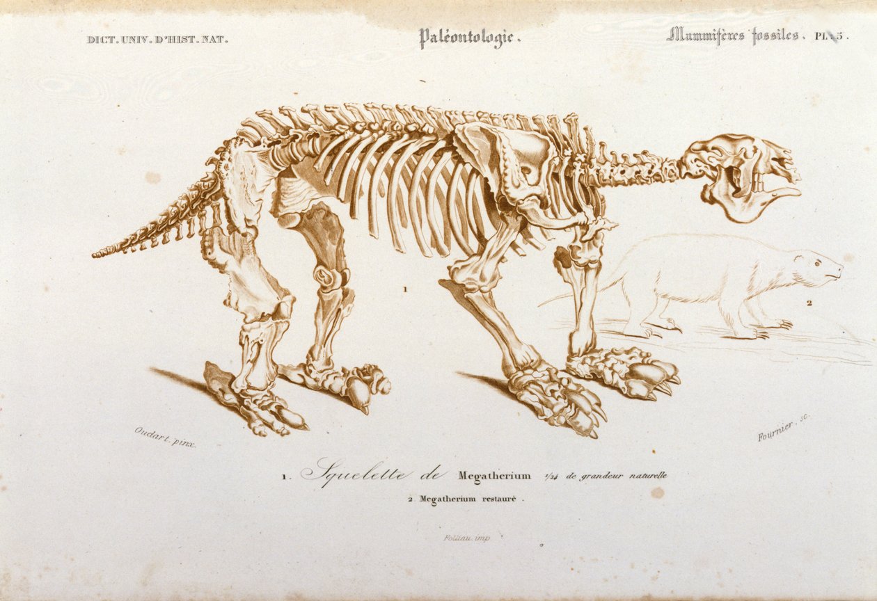 Urgeschichte: Skelett eines Megatheriums (erdfauler Elefant). Tafel der Paläontologie aus 