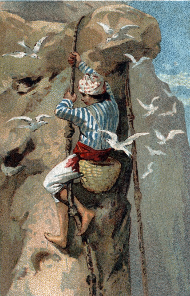 Sammlung von Salangan-Schwalbennestern in Malaysia. Chromolithographie aus dem späten 19. Jahrhundert. von Unknown artist