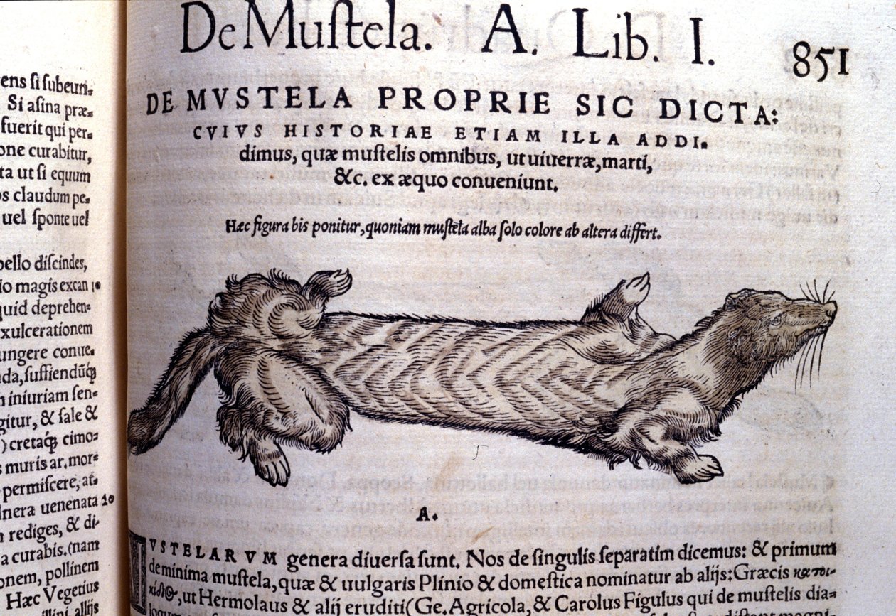 Darstellung einer Mustella (Familie der Marderartigen) - in Historia Animalium von Conrad Gesner (1516 - 1565), Tiguri von Unknown artist