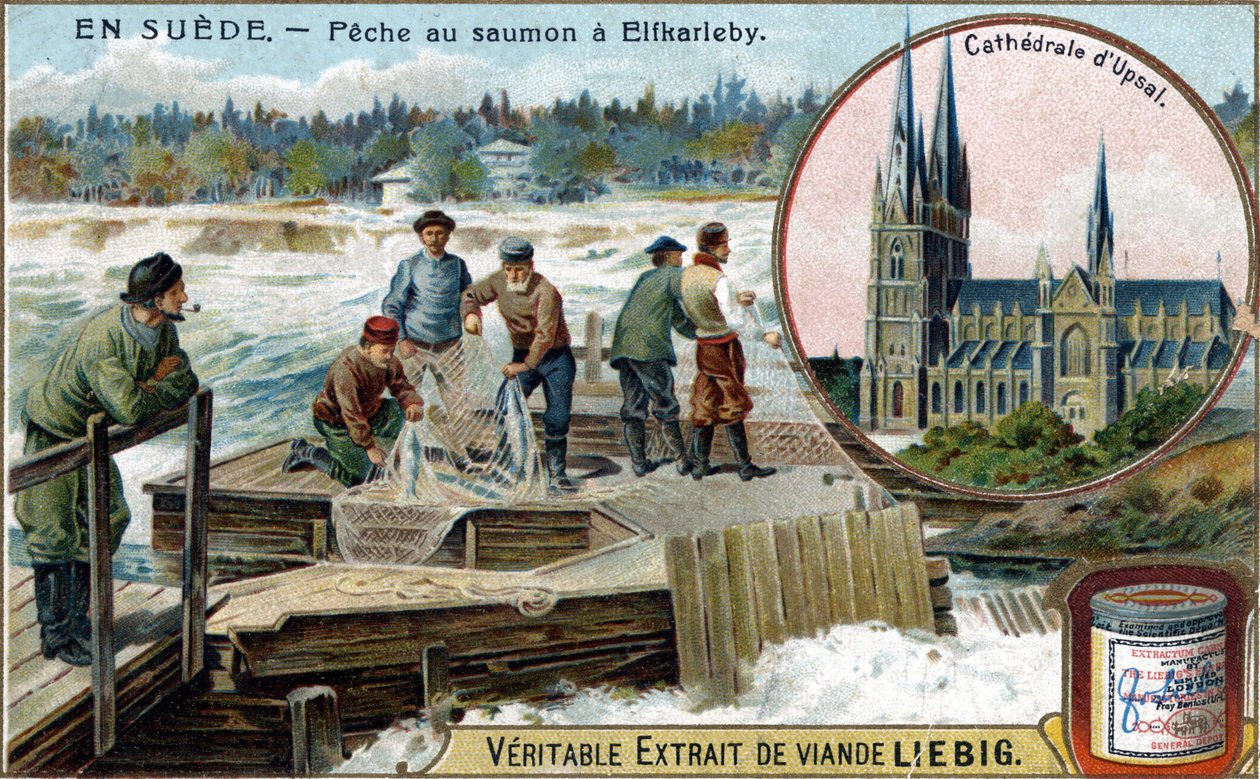 Lachsfang in Elfkarleby, Schweden. Chromolithographie, Liebig-Bild von Unknown artist