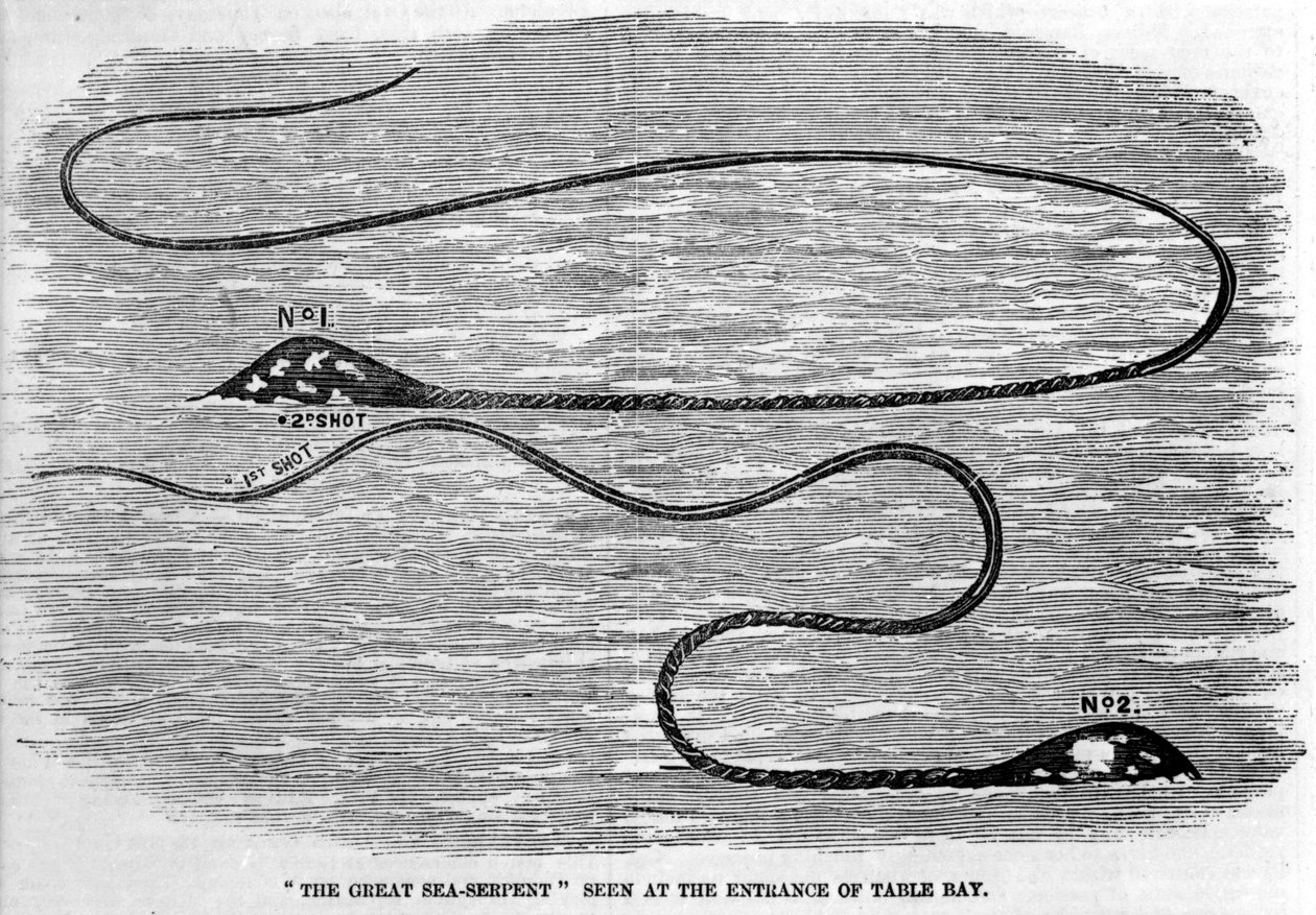 Seeschlange, gesehen 1850 am Eingang der Tafelbucht in Südafrika. Die Form des Kopfes und des langen Schwanzes des Tieres deutet darauf hin, dass es sich um die beiden Tentakel eines Riesenkalmars handelt. Gravur aus der Zeit von Unknown artist