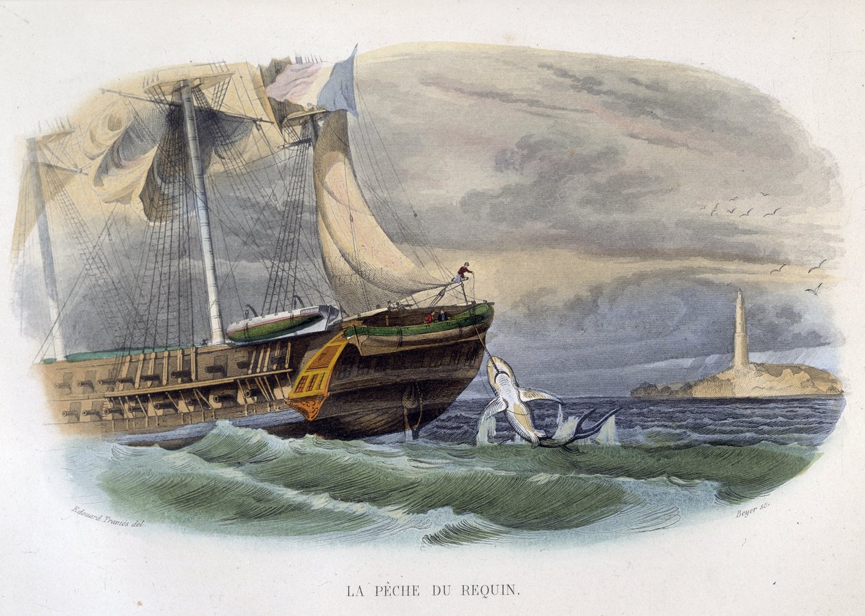 Haifischfang - in „Histoire naturelle de Lacepède“ von Unknown artist