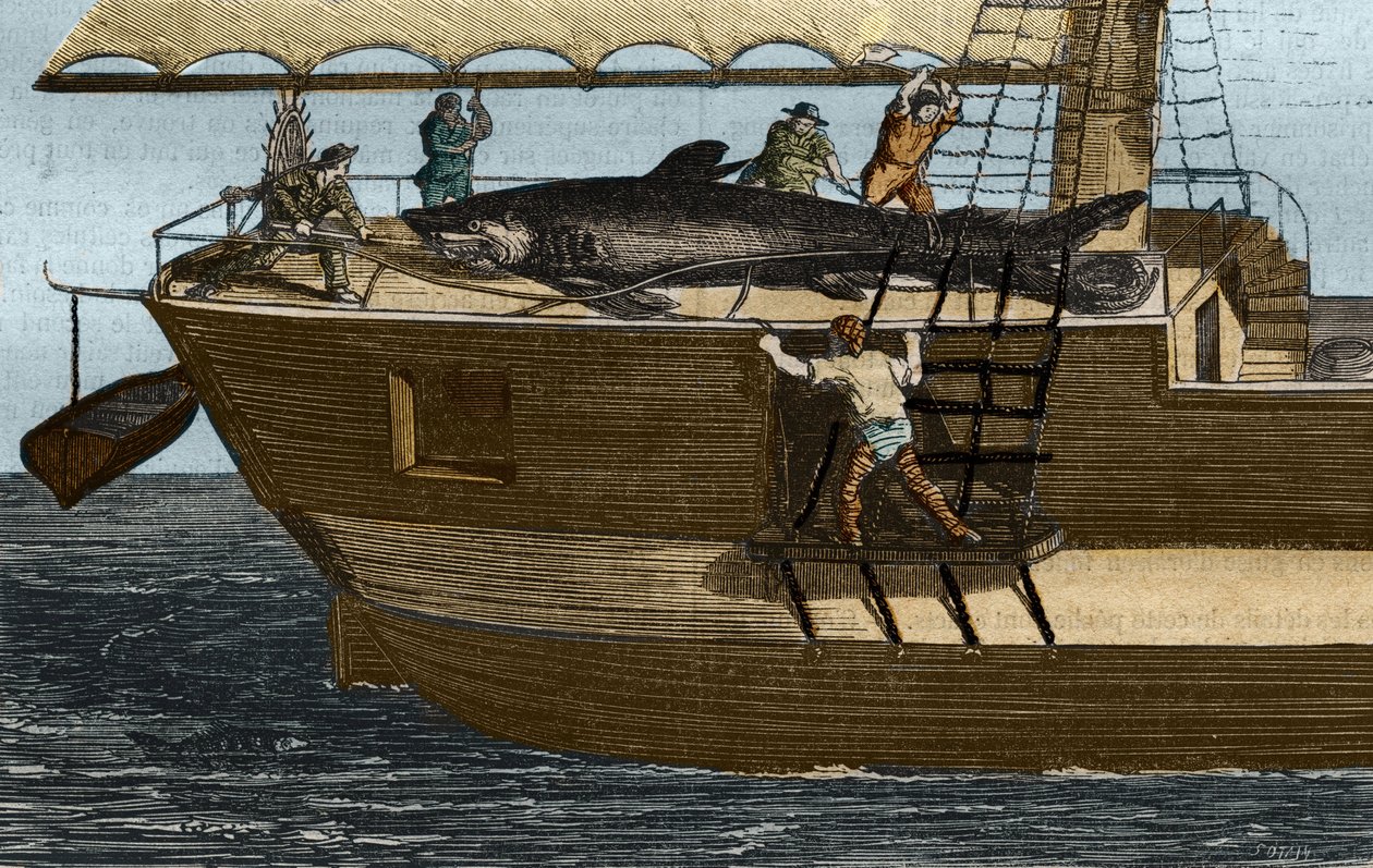 Haifischfang. Gravur von 1859 im „Museum der Wissenschaften“ von Unknown artist