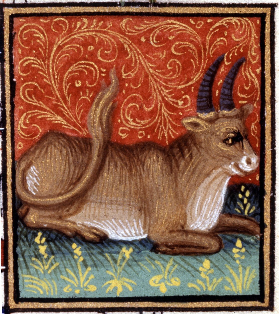 Der Stier. Miniatur eines Horoskops. Manuskript des 15. Jahrhunderts. Bibl. Trivulziana, Mailand von Unknown artist
