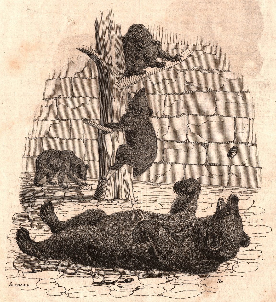 Der Bärenzwinger des Naturhistorischen Museums: Bär auf dem Rücken, der ein Stück Fleisch greift, zwei Bären spielen auf einem Baum und ein weiterer isst von Unknown