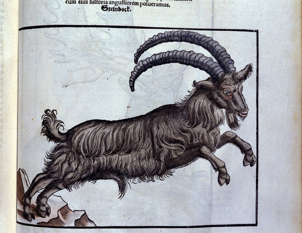 Der Steinbock nach Historiae animalium von Konrad Gesner, Tiguri von Unknown artist