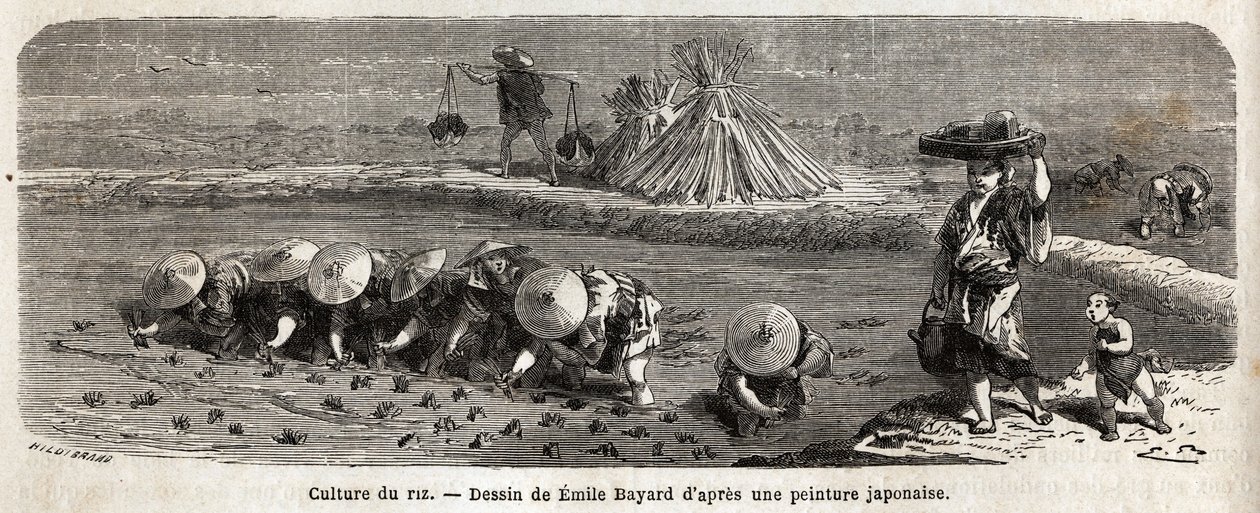 Der Reisanbau: zweite Phase, die Samen werden umgepflanzt, sorgfältig in Büscheln angeordnet, dies ist der Ort, an dem der Reis wachsen und reifen muss, bevor er geerntet wird, auf den Umzäunungsdämmen sind Strohpuppen angeordnet, um die Vögel zu verscheuc von Unknown artist