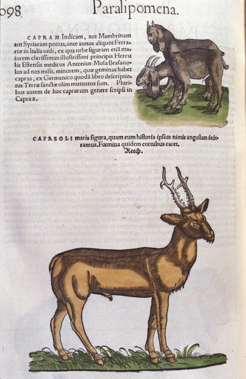 Der Hirsch in Historia Animalium von Conrad Gesner (1516 - 1565), Tiguri von Unknown artist