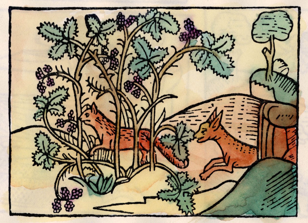 Der Fuchs und die Trauben. Fabel von Äsop von Unknown artist