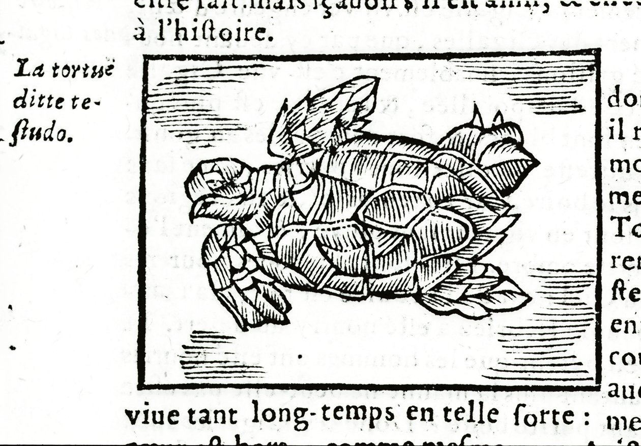 Die Meeresschildkröte, nach dem Traktat von Gerolamo Cardano (Cardanus Hieronymus) (Cardan) „De la subtilité“, gedruckt in Rouen 1642 von Unknown artist