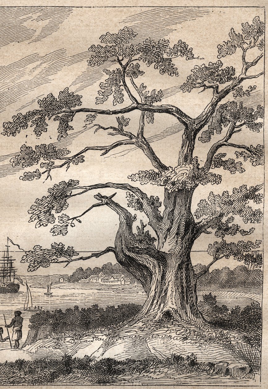 Dritte Reise (1776-1779) von Kapitän James Cook (1728-1779): Baum, unter dem Cook den Durchgang der Venus beobachtete - Illustration aus „Die großen Seefahrer des 18. Jahrhunderts“ von Unknown artist