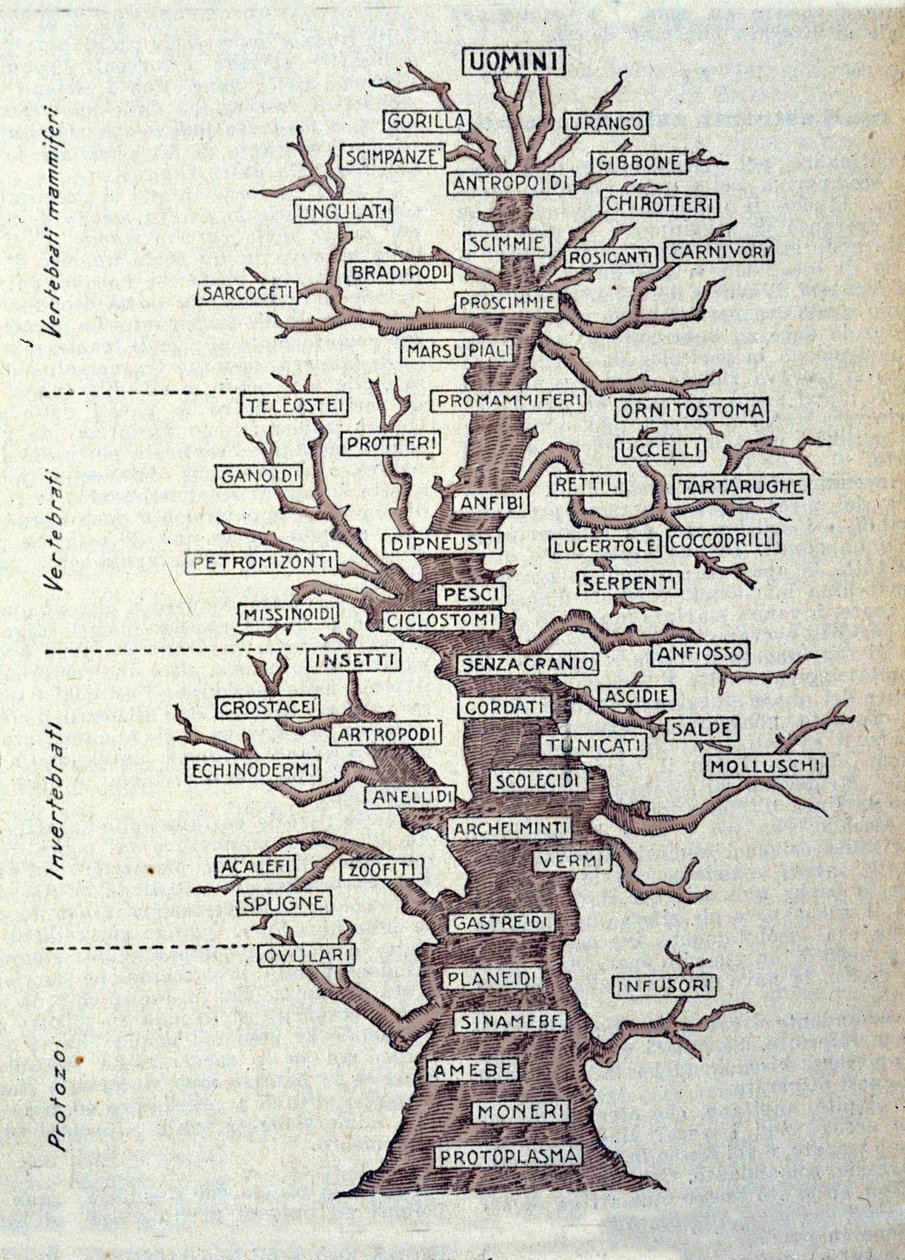 Phylogenetischer Baum Des Tierreichs