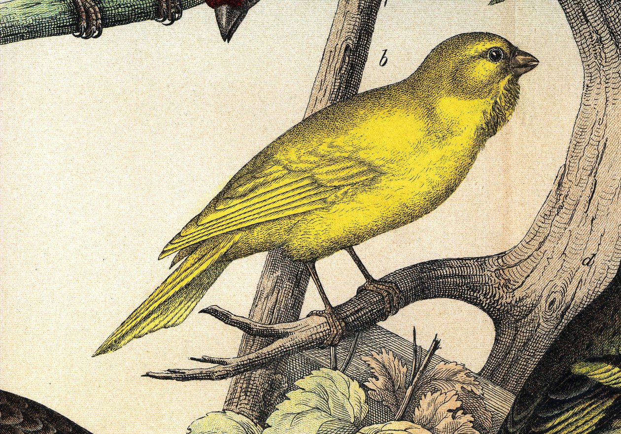 Ein Kanarienvogel - in „Histoire naturelle des oiseaux“, ed. Hoeopli, Mailand von Unknown artist