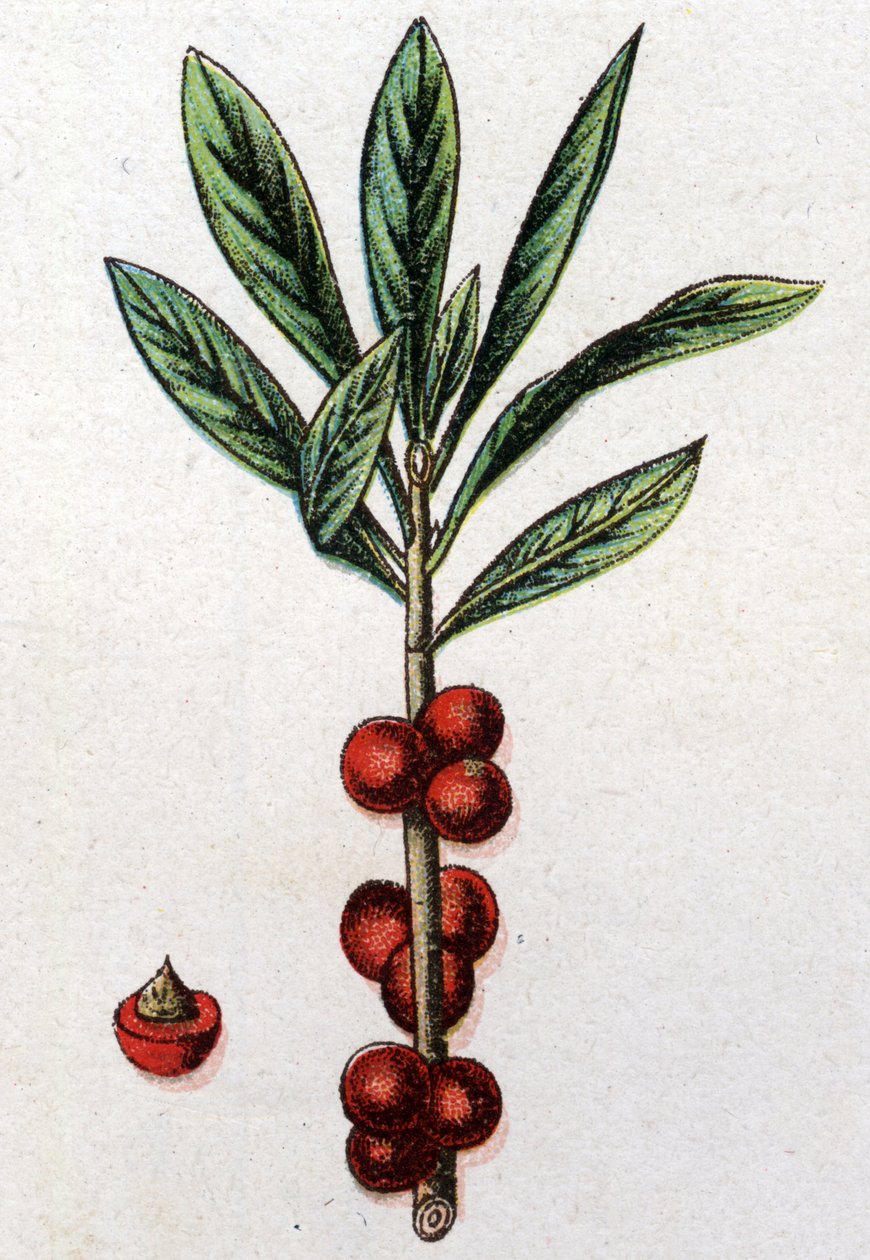 Giftige botanische Pflanzen: Seidelbast. Gravur in "Die natürliche Medikation" von Friedrich Eduard Bilz (1842-1922) von Unknown artist