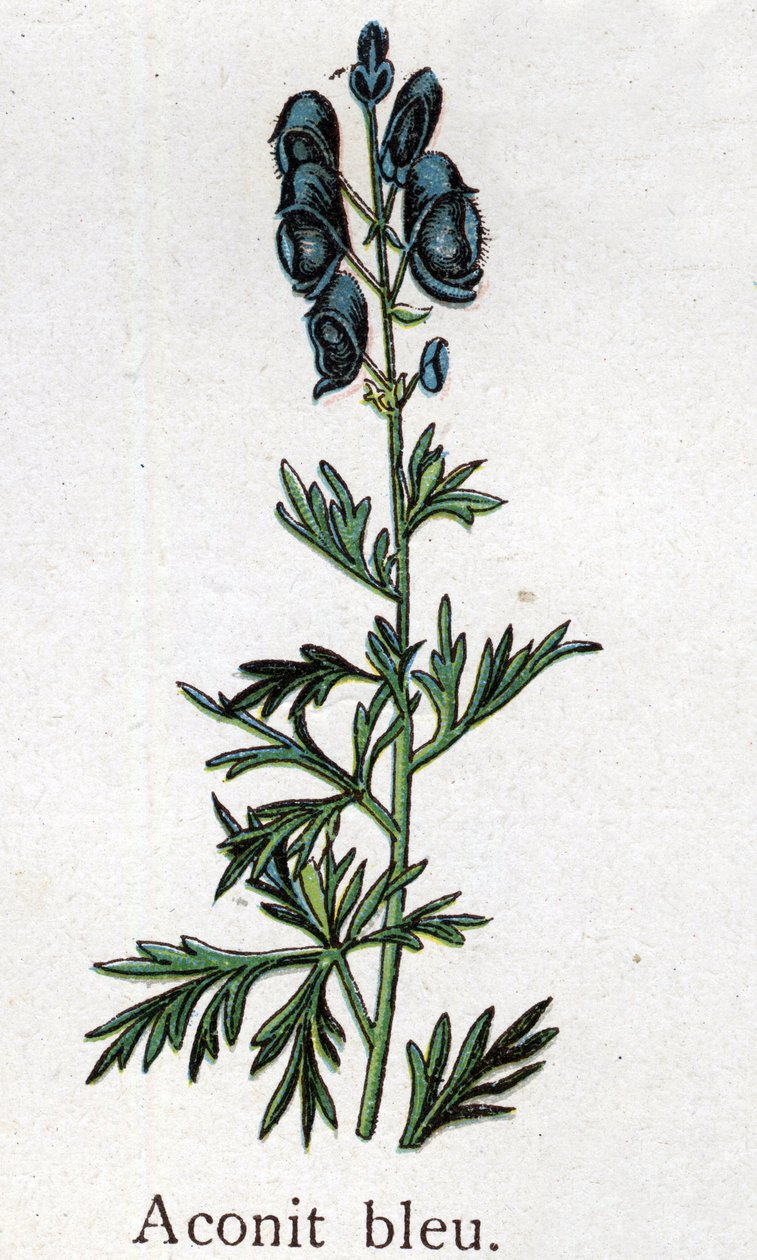 Giftige botanische Pflanzen: Blauer Eisenhut. Gravur in „The natural medication“ von Friedrich Eduard Bilz (1842-1922) von Unknown artist