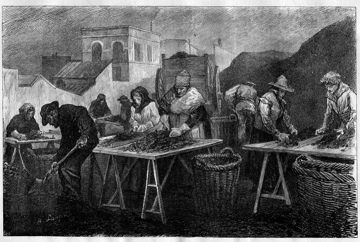Arbeiter in Frankreich: Koks-Sortierer (Varietät von Kohle, die durch Destillation von Kohle entsteht und zum Heizen verwendet wird) in einer Gasfabrik in Paris. Gravur in „Le Monde Illustré“. von Unknown artist