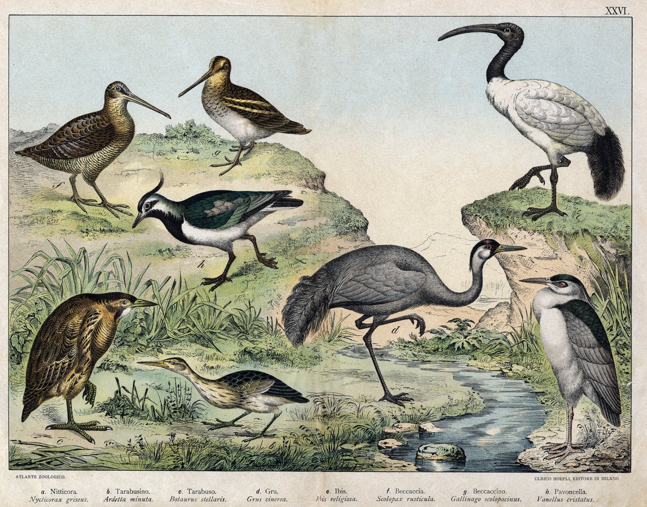 a: Nachtreiher (Nycticorax nycticorax), b: Zwergdommel (Ixobrychus minutus), c: Rohrdommel (Botaurus stellaris), d: Graukranich (Grus grus), e: Heiliger Ibis (Threskiornis aethiopicus), f: Waldschnepfe (Scolopax rusticola), g: Bekassine (Gallinago), h: Kie von Unknown artist