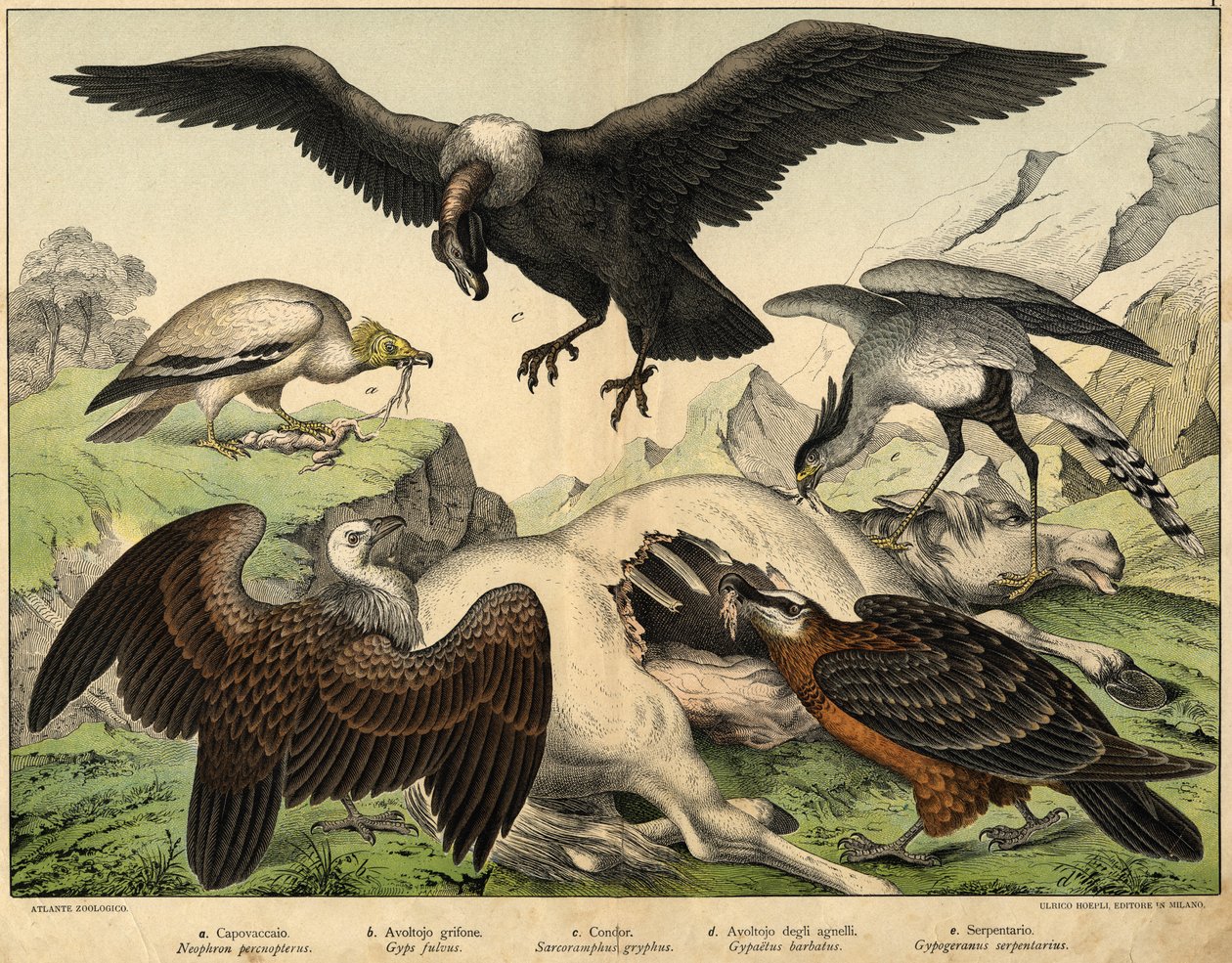 a: Schmutzgeier (Neophron percnopterus), b: Gänsegeier (Gyps fulvus), c: Kondor (Sarcoramphus gryphus), d: Bartgeier (Gypaetus barbatus), e: Sekretär (Gypogeranus serpentarius) - in „Naturgeschichte der Vögel“, ed. Hoepli, Mailand von Unknown artist