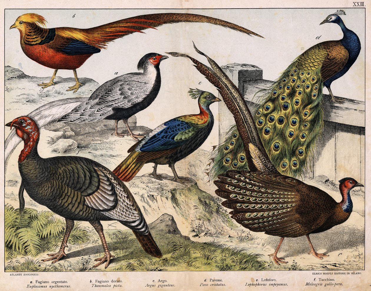 a: Silberfasan (Euplocamus nycthemerus), b: Goldfasan (Thaumalea picta), c: Majestätischer Fasan (Argus giganteus), d: Blauer Pfau (Pavo cristatus), e: Lophophorus impeyanus, f: Truthahn (Meleagris gallo-pavo), in „Naturgeschichte der Vögel“, ed. Hoepli von Unknown artist