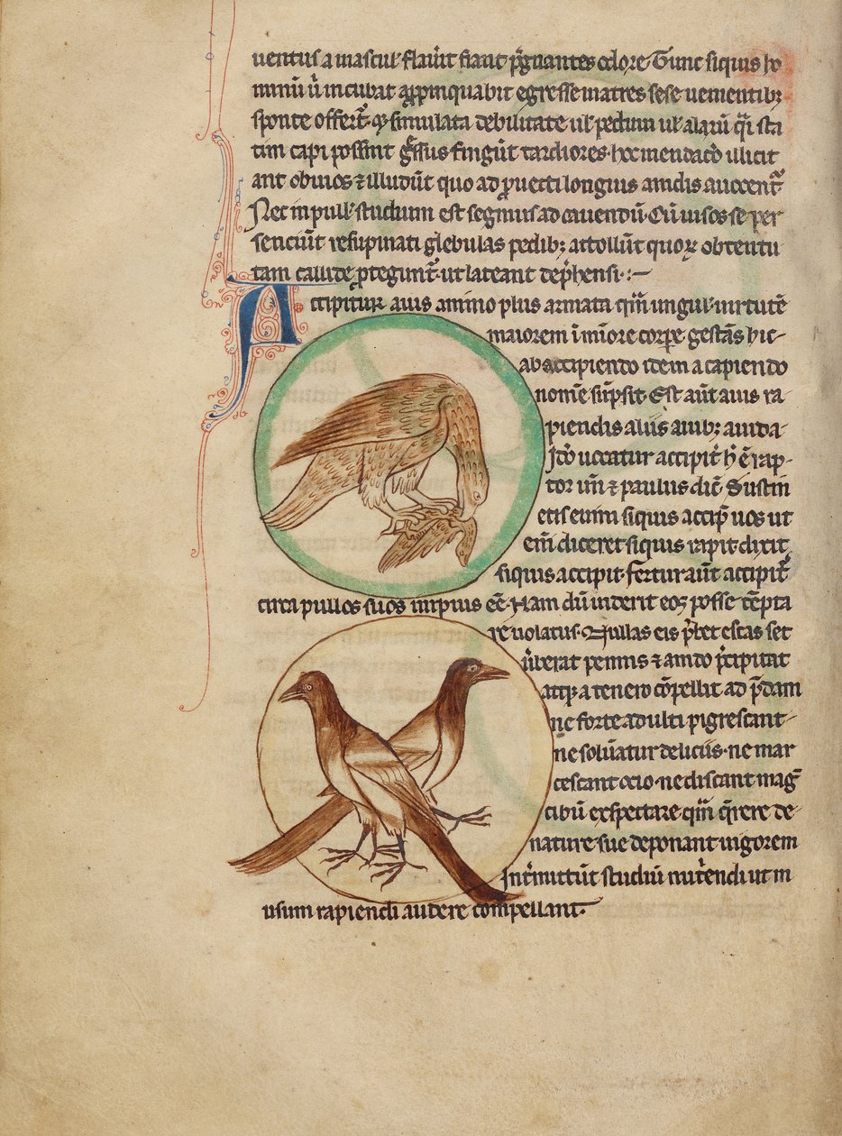 Ein Falke; Elstern von Unknown artist