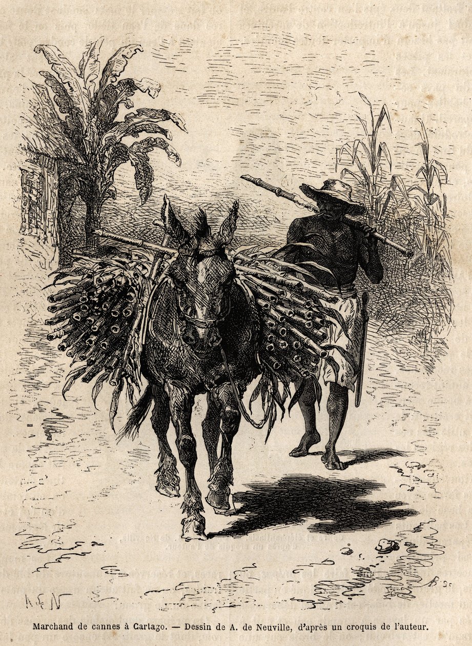 Ein Zuckerrohrhändler und sein Maultier in Cartago (Costa Rica), der einzige Händler, der die leeren Straßen der Stadt belebt. Gravur zur Illustration der Reise nach Neu-Granada, von Dr. Saffray, 1869, veröffentlicht in „Le tour du monde“ 1873, herausgegeb von Unknown artist
