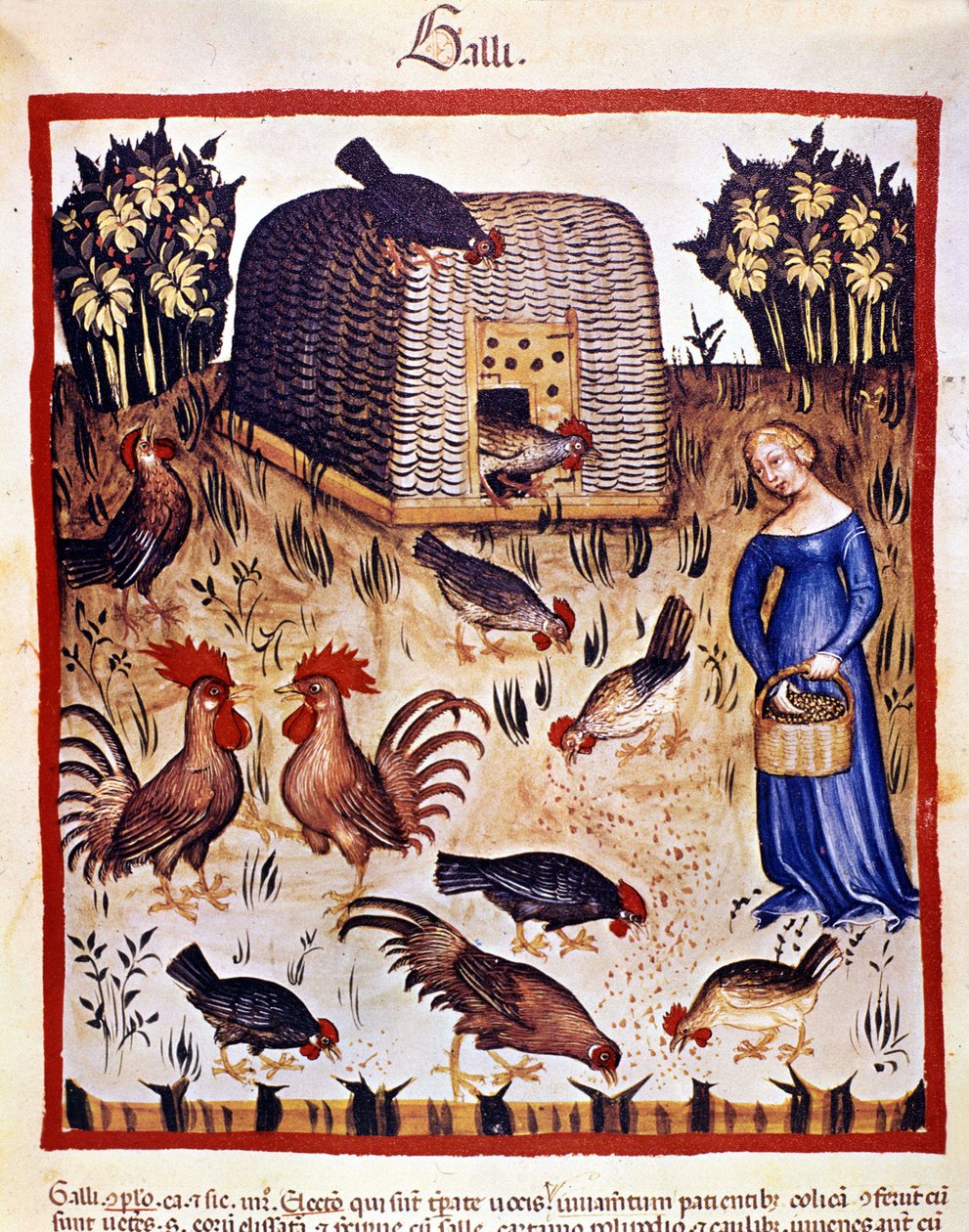 Eine junge Frau in einem niedrigen Hof füttert Hühner und Hähne. Illumination aus der Milchwirtschaft der Medizin und Diätetik „Tacuinum sanitatis“ von Unknown artist