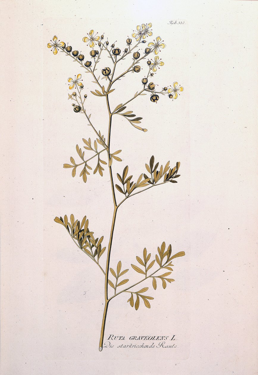 Botanische Tafel: Weinraute (Ruta graveolens) von Unknown artist