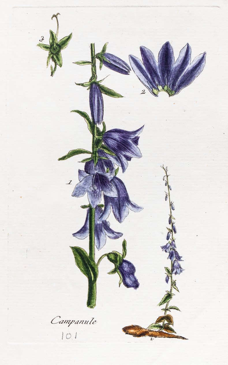 Pfirsichblättrige Glockenblume von Unknown artist