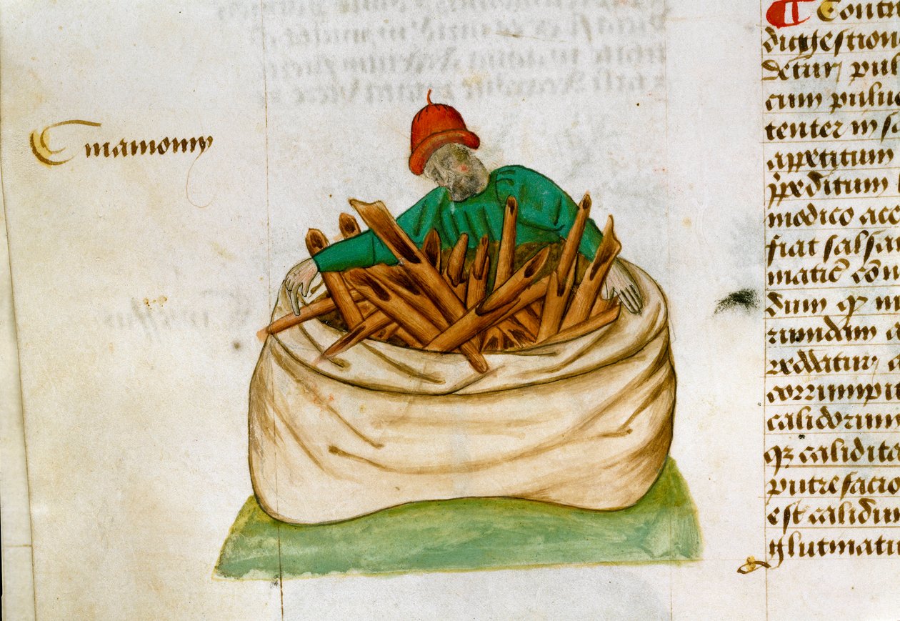 Zimthändler. Beschreibung von Heilpflanzen und deren Zubereitung. Manuskriptseite „Abhandlungen über Kräuter“ (Tractatus de herbis) von Pedanius Dioscorides (Dioskurides) (40-90 n. Chr.) Lat.1152 von Unknown artist