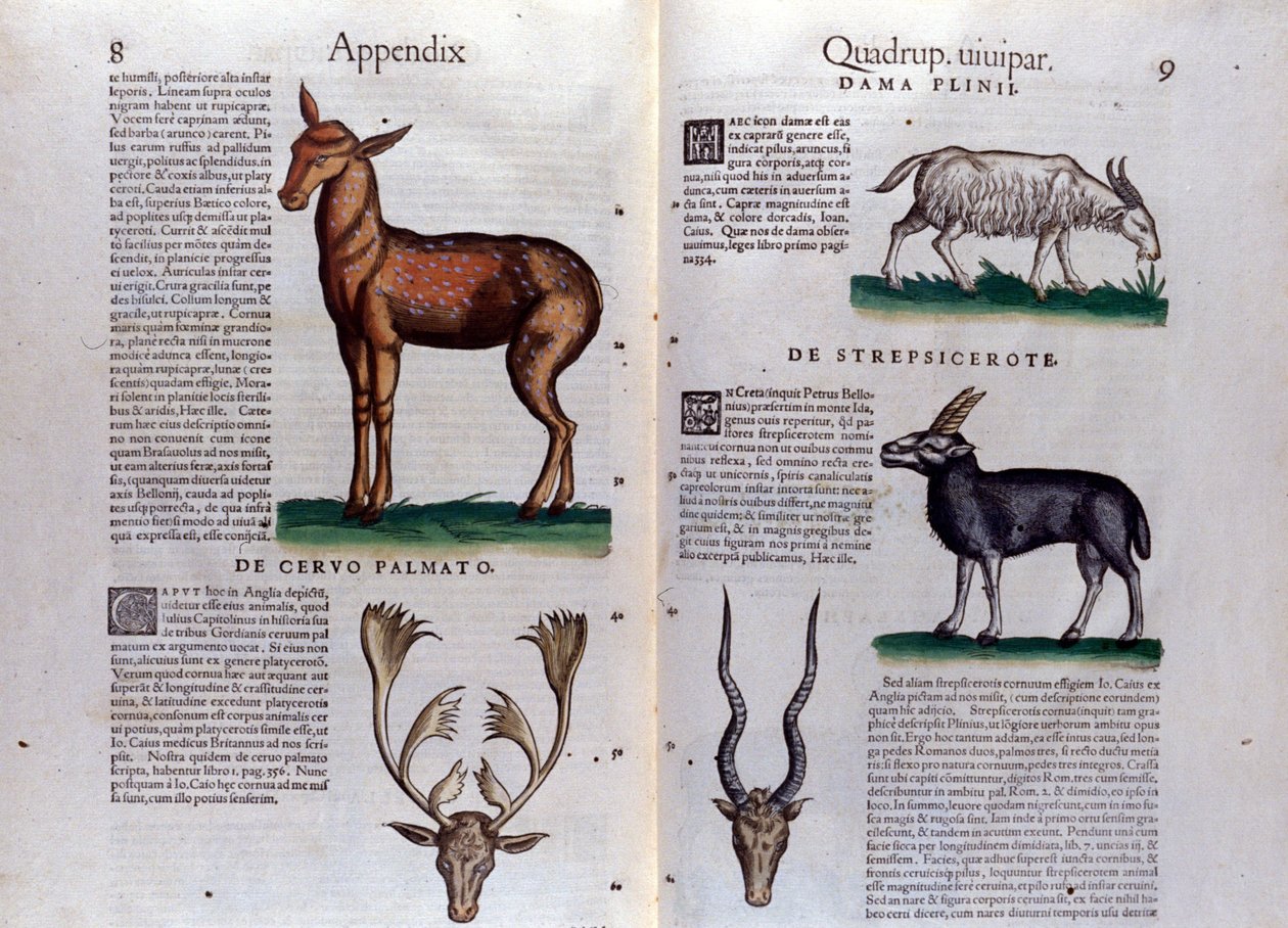 Hirsch und Antilope - in der Historia Animalium von Conrad Gesner (1516 - 1565), Tiguri von Unknown artist