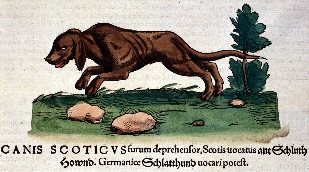 Hund aus der Historia Animalium von Conrad Gesner, Tiguri 1560. Biblioteca nazionale Braidense, Mailand von Unknown artist