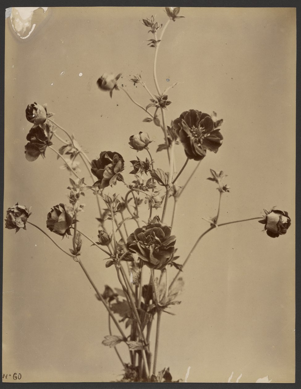 Blumenstudie von Unknown artist