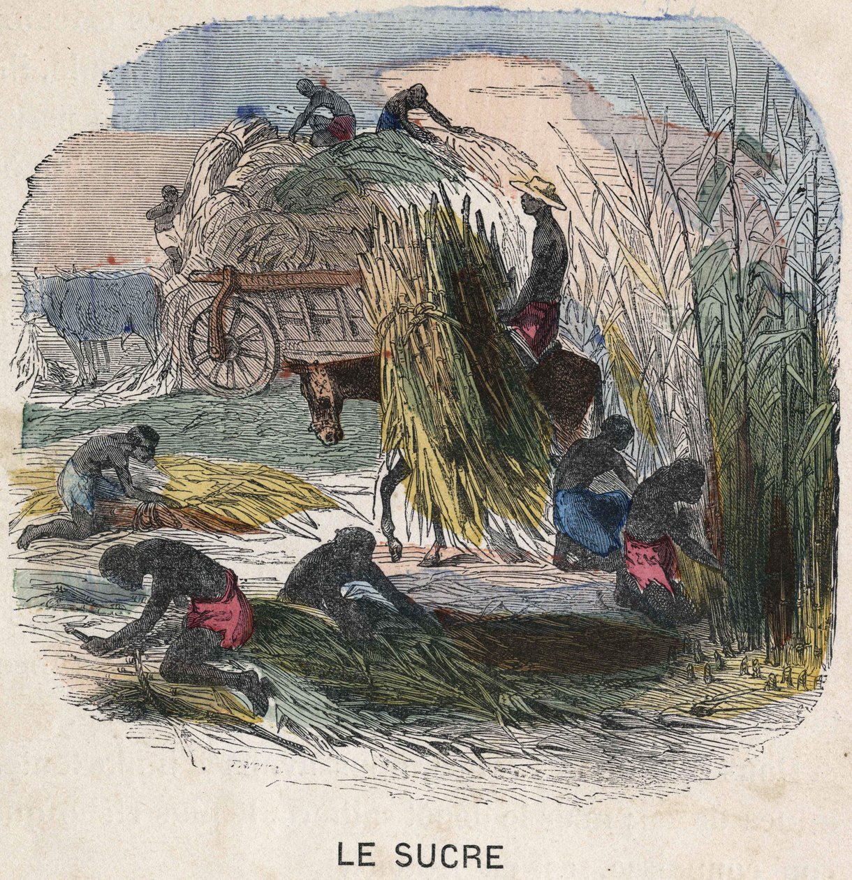 Zuckerrohrernte in Westindien. Illustration des 19. Jahrhunderts. Sammlung Bianchetti. von Unknown artist