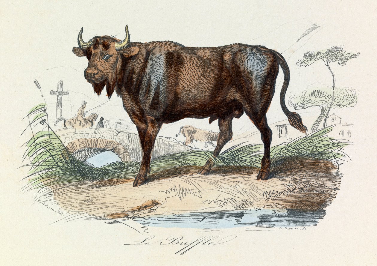 Illustration aus dem Buch "Gesammelte Werke von Buffon": Les Quadrupedes: Le buffalo (Gravur) von Unknown artist