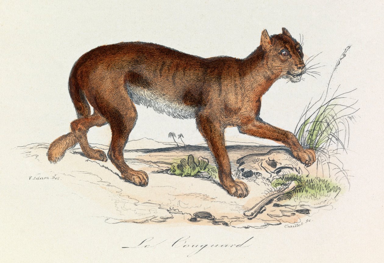 Illustration aus dem Buch "Gesamtausgabe von Buffon": Die Vierfüßler: Der Puma (Gravur) von Unknown artist