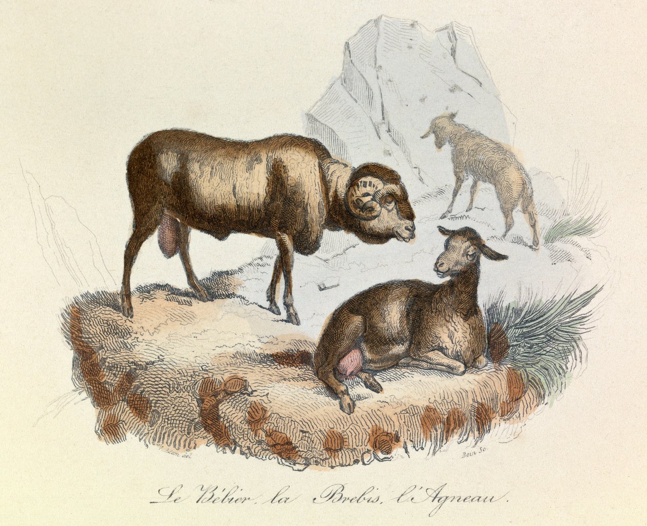 Illustration aus dem Buch "Gesammelte Werke von Buffon": Die Tiere: Der Widder, das Schaf und das Lamm (Gravur) von Unknown artist