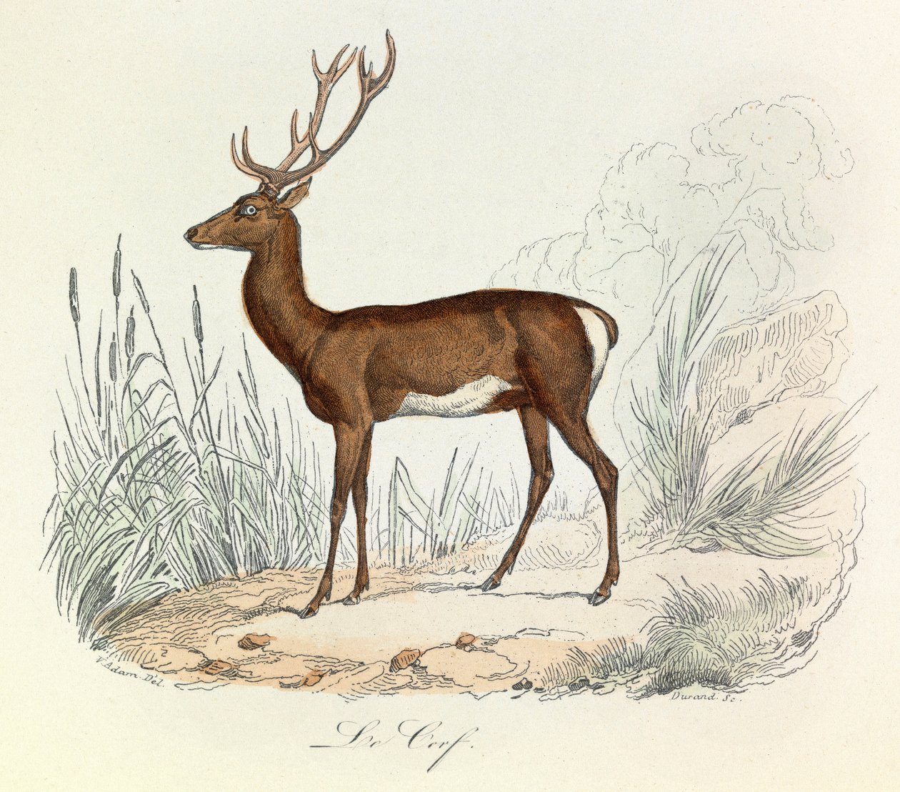 Illustration aus dem Buch "Gesammelte Werke von Buffon": Die Tiere: Der Hirsch von Unknown artist