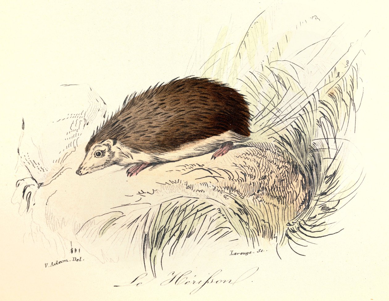 Illustration aus dem Buch "Gesammelte Werke von Buffon": Die Tiere: Der Igel (Gravur) von Unknown artist