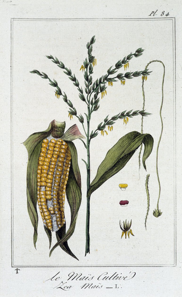 Der kultivierte Mais (Les Mais) - in „Übungen der Botanik für den Gebrauch der Händler“, geschrieben von J.C. Philibert, Druckerei von Crapelet, Paris von Unknown artist