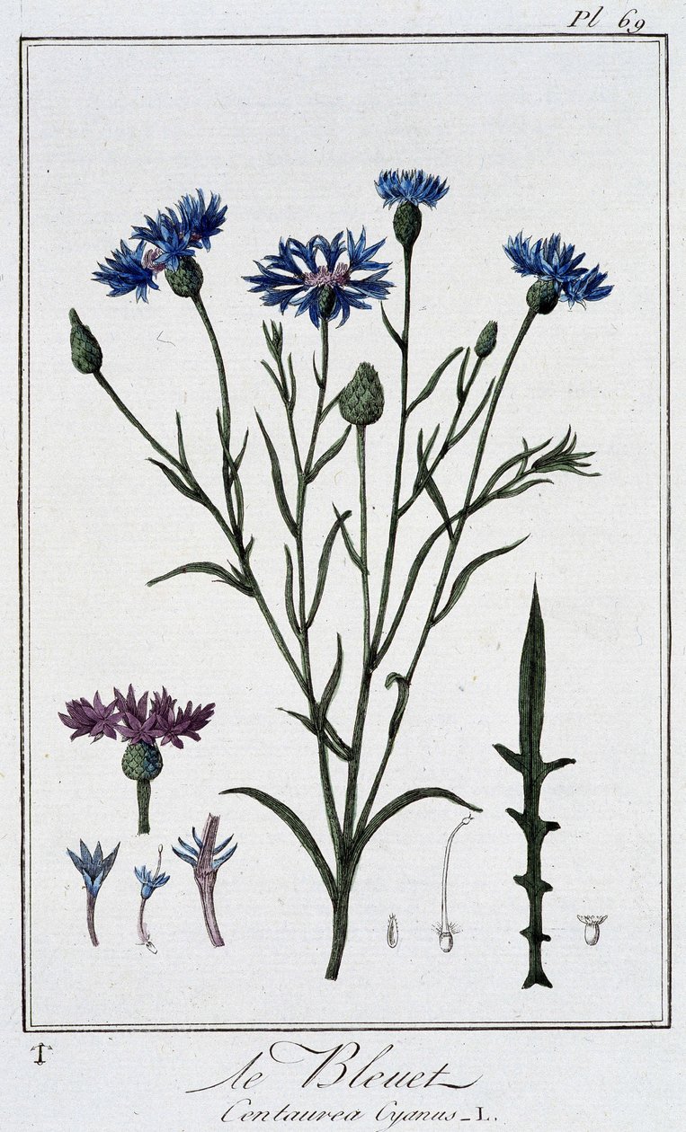Die Kornblume (Centaurea Cyanus) - in „Übungen der Botanik für den Gebrauch der Händler“, geschrieben von J.C. Philibert, Druckerei von Crapelet, Paris von Unknown artist