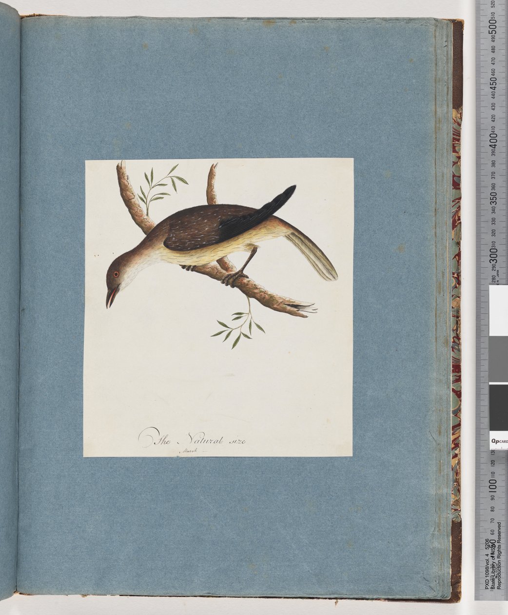 Seite 108. Unidentifizierter Vogel von Unknown artist
