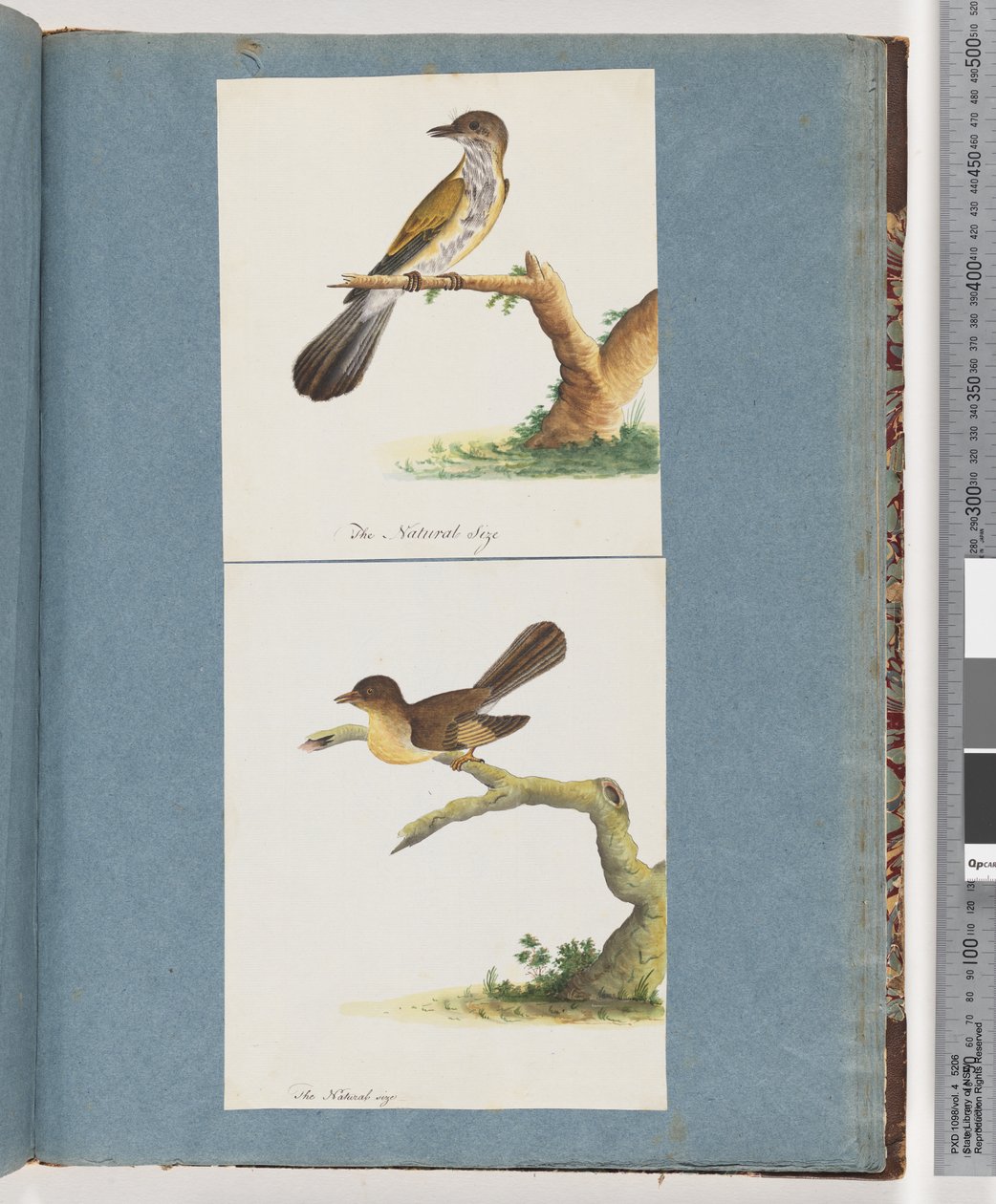 Seite 111. Unbekannter Vogel. 112. Unbekannter Vogel von Unknown artist